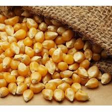 Hybrid Corn Seeds